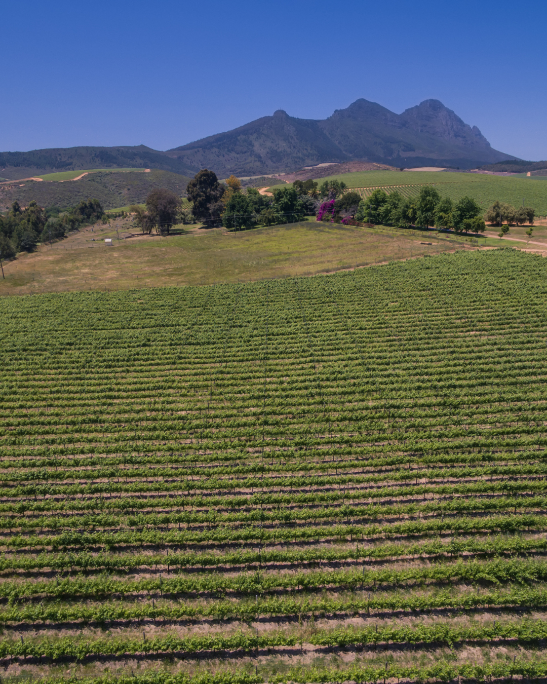 Ramaphosa pledges 2.5 million hectares for black farmers